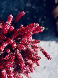 Close-up of red leaves