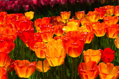 Tulips blooming on field during sunny day