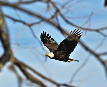 Mid flight bald eagle