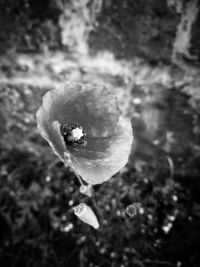 Close-up of poppy blooming outdoors