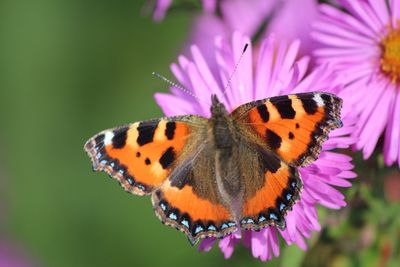 Butterfly pollinating flower