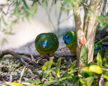 Close-up of bird perching on branch