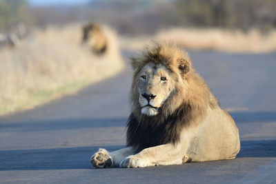 Lion looking away