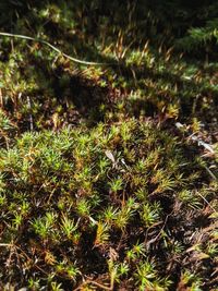 High angle view of plants growing on field