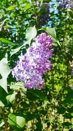Close-up of purple flowering plant