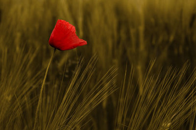 Close-up of red flowering plant