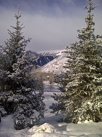 Snow covered tree by mountain against sky