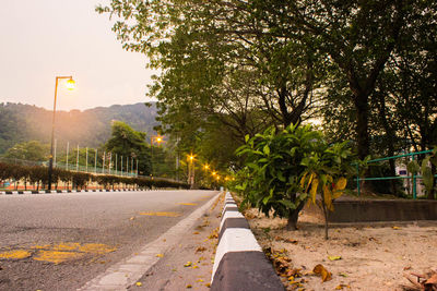 Street amidst trees and plants in city