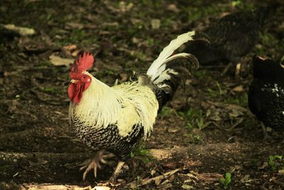 Rooster on field