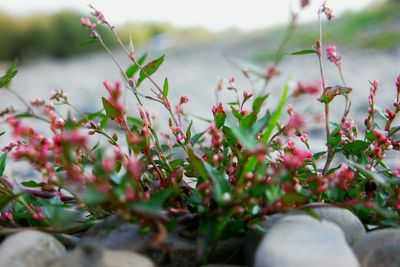 Close-up of pink flowers