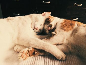 Close-up of cat sleeping