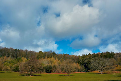 Trees on field against sky