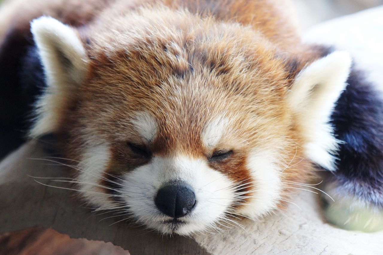 one animal, animal themes, mammal, close-up, red panda, animal head, day, whisker, animals in the wild, no people, outdoors, domestic animals, nature