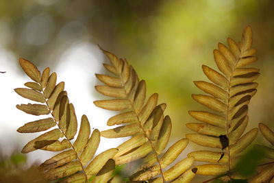 Close-up of plant