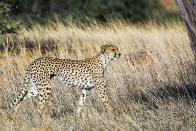 View of a cat on field