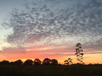 Silhouette trees on field at sunset