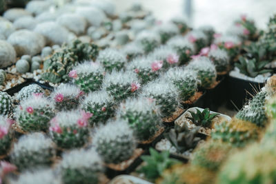 Close-up of succulent plant during winter