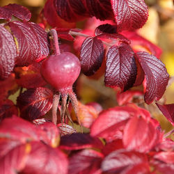 Full frame shot of red berries