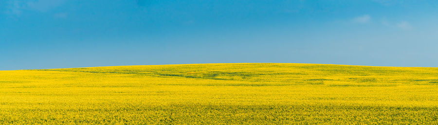 Scenic view of field