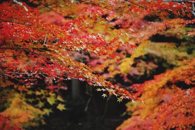 Close-up of maple leaves on tree