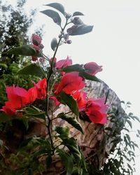 Close-up of red rose blooming against sky