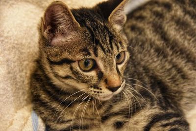 Close-up of a cat looking away