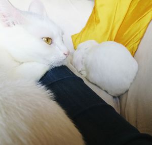 Close-up of white cat at home