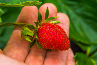 Close-up of hand holding strawberry