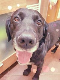 Close-up portrait of dog