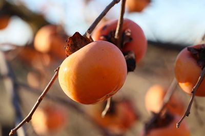 Close-up of fruits on tree