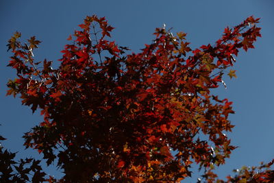 Low angle view of flowering tree against sky