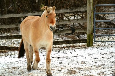 Close-up of horse standing on field during winter