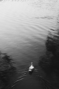 High angle view of swan swimming on lake