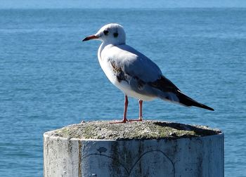 Seagull perching on column against sea