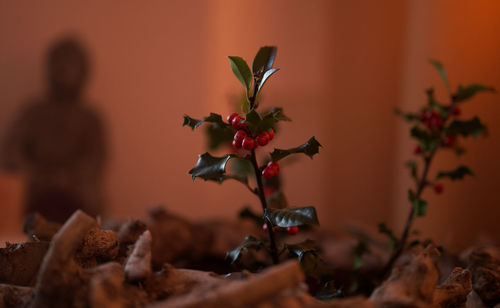 Close-up of red flowering plant