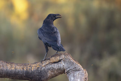 Close-up of bird perching on branch