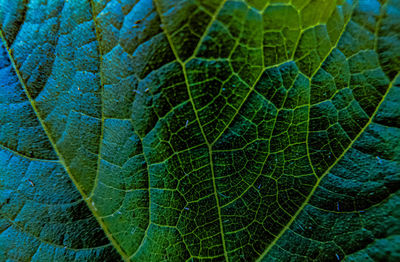 Full frame shot of green leaves