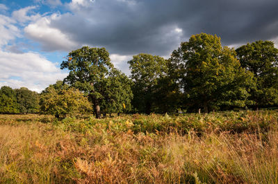Trees on field against sky