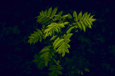 leaf