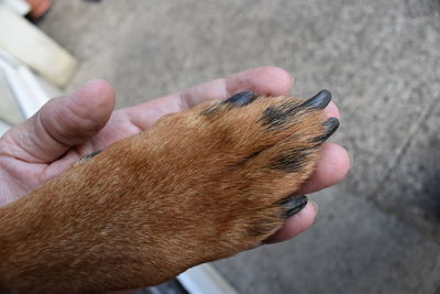 Midsection of person holding hands with dog