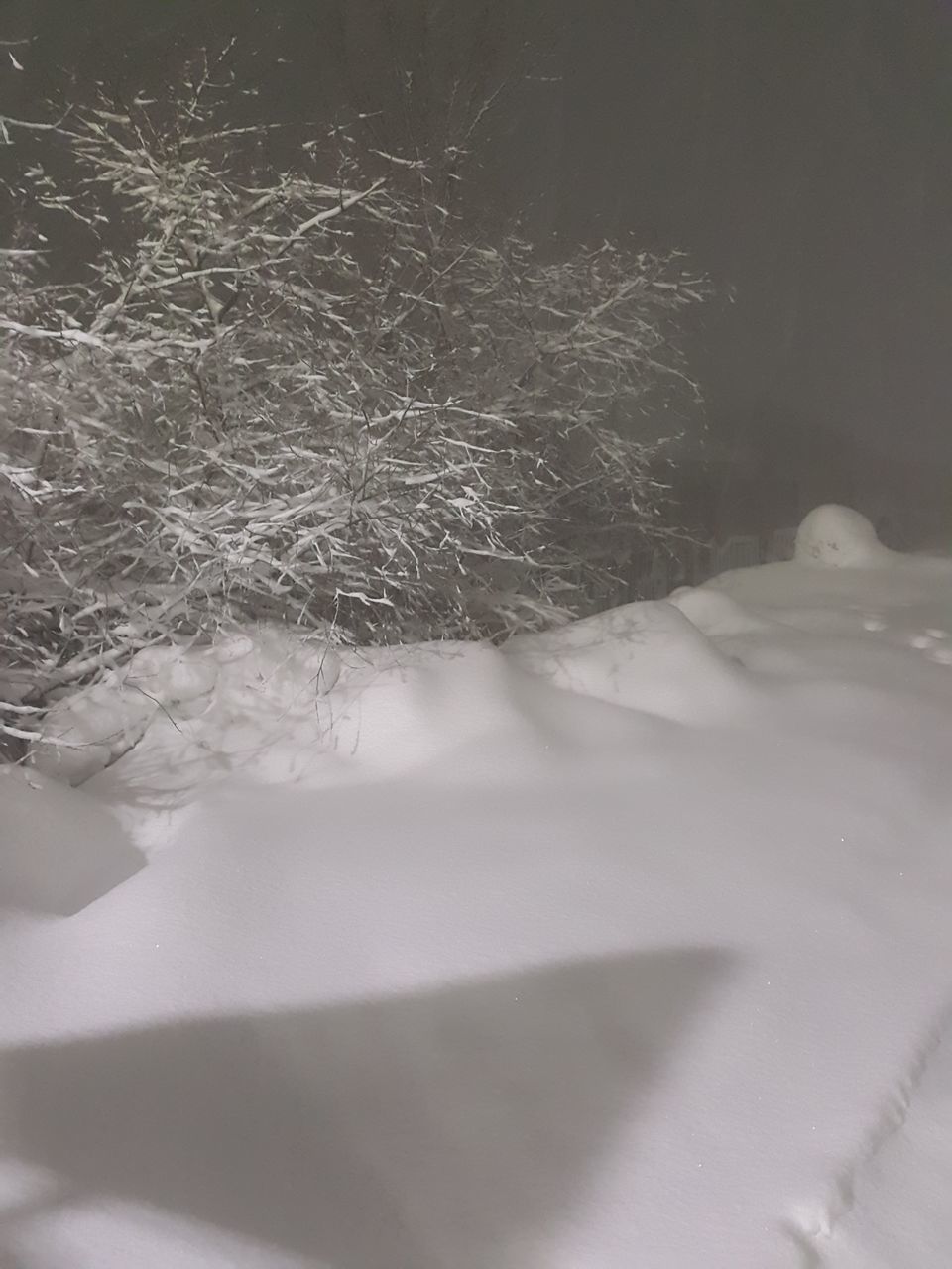 TREES ON SNOW COVERED LANDSCAPE