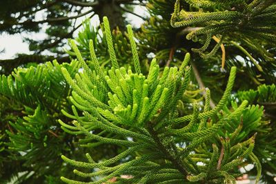 Close-up of plants