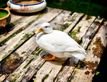 Close-up of seagull perching on wooden post
