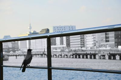 Bird perching on railing by river against sky in city