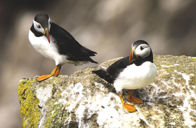 Close-up of birds perching on rock