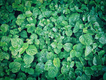 Full frame shot of wet leaves