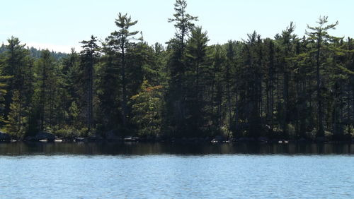 Scenic view of lake with trees in background