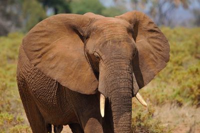 Close-up of elephant standing on landscape