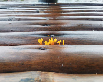 Close-up of yellow flower on table