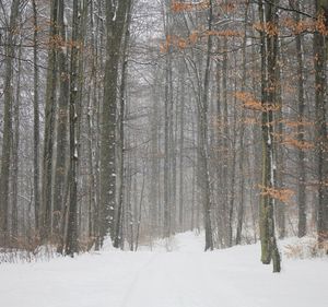 Snow covered trees in forest